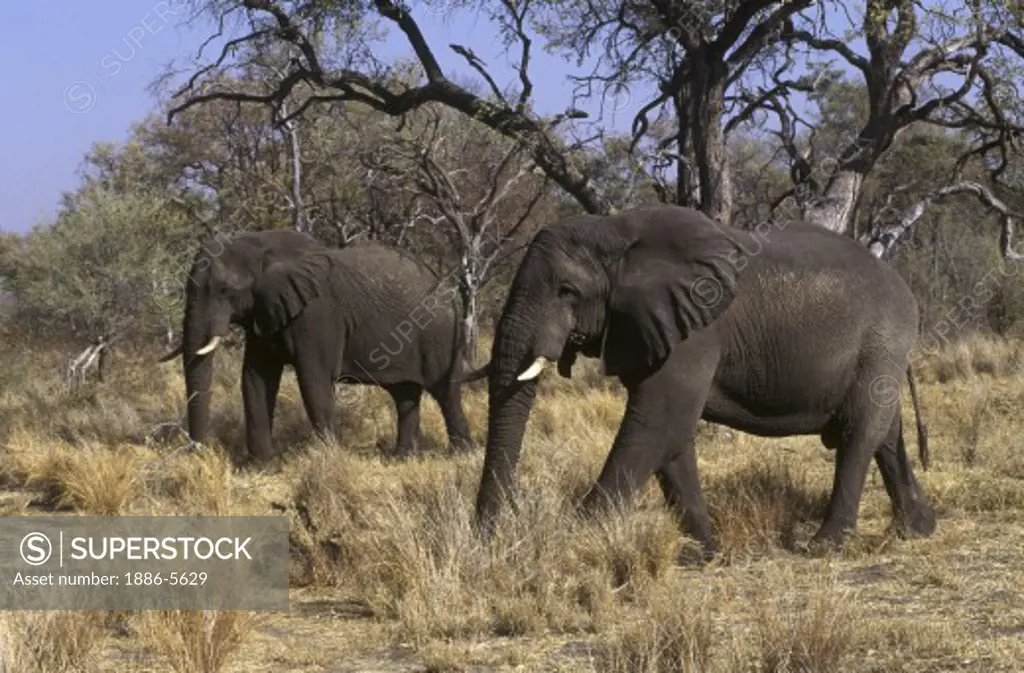 Two ELEPHANTS (Loxodonta Africana) moves through a woodland - MOREMI GAME RESERVE, OKAVANGO DELTA - BOTSWANA