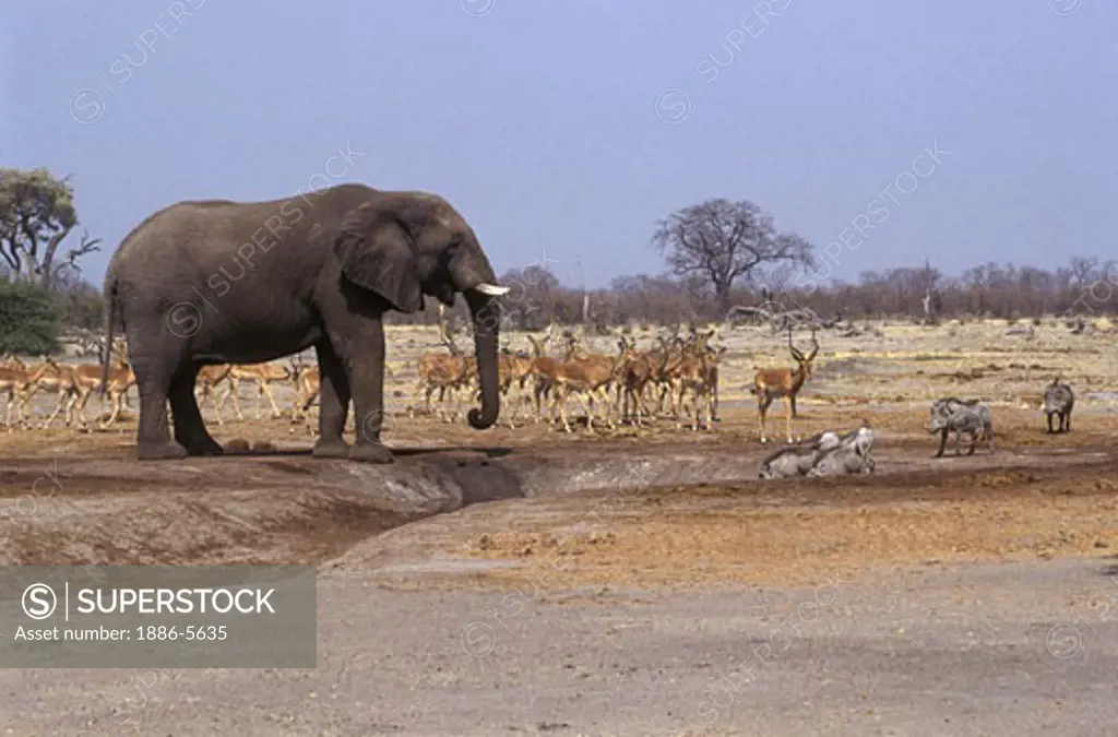 WARTHOGS & IMPALAS wait for an ELEPHANT to finish drinking in the SAVUTI MARSH - CHOBE NATIONAL PARK