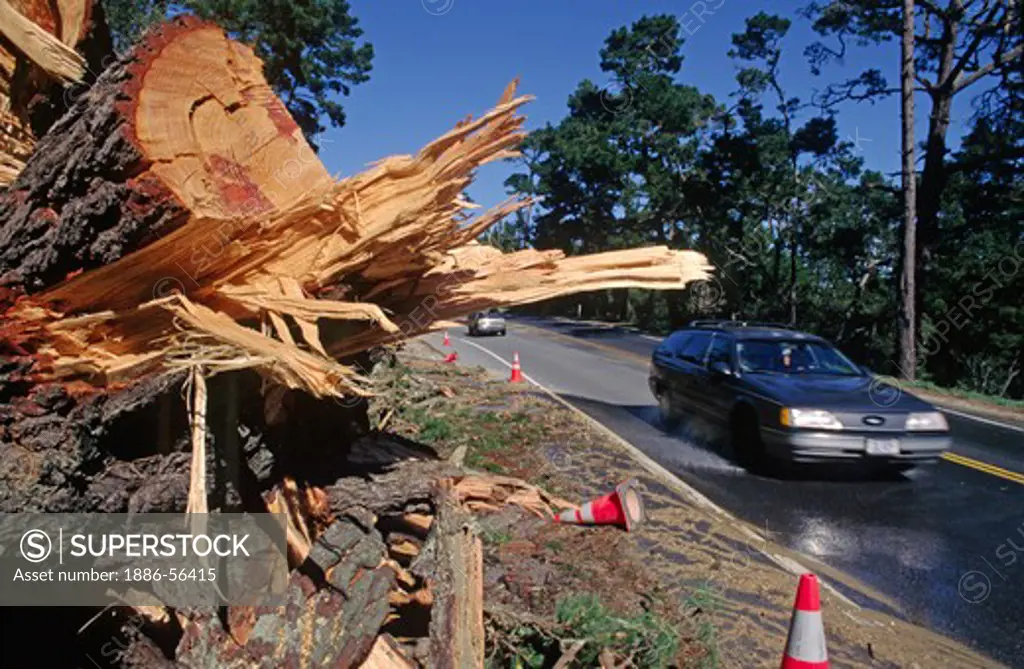 One of the many pines which fell onto Highway 68 during the 1998 EL NINO February storms - MONTEREY, CALIFORNIA