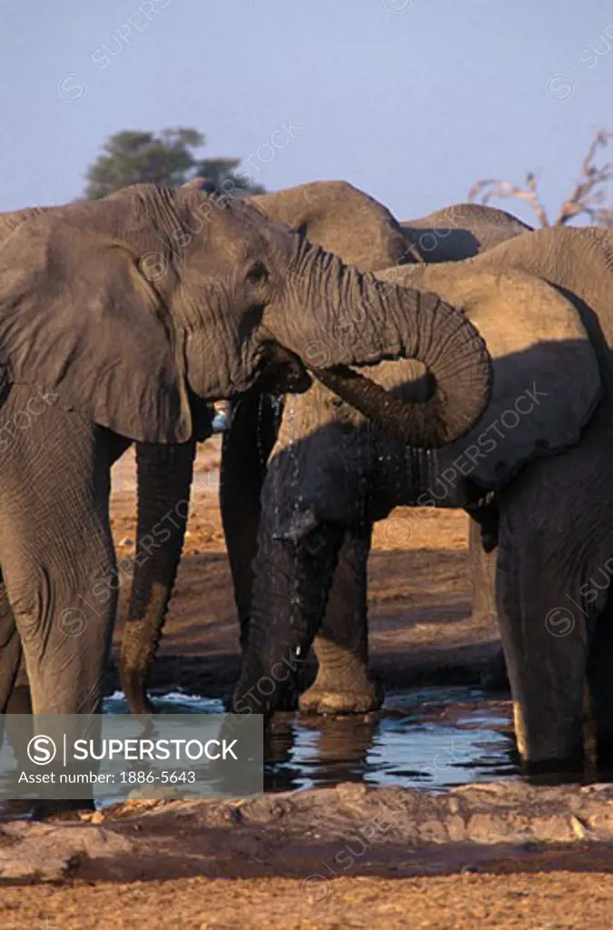 A herd of BULL ELEPHANTS drink at a watering hole in the SAVUTI MARSH (dried up in the 1960's) - CHOBE NATIONAL PARK, BOTSWANA