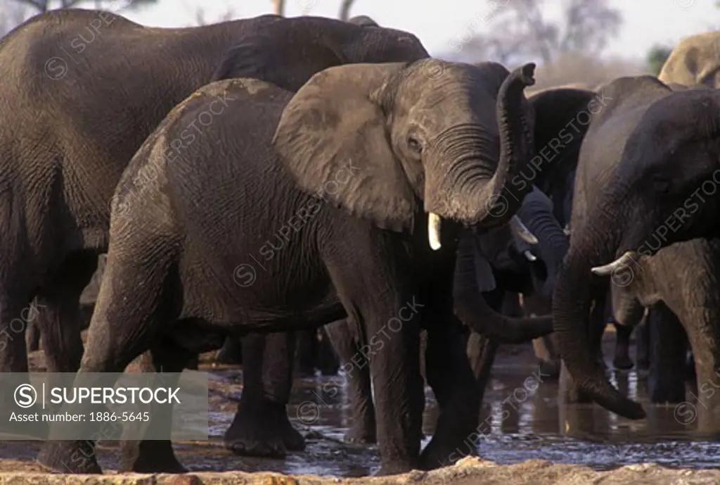 Late in the day thirsty ELEPHANTS drink at a watering hole in the SAVUTI MARSH - CHOBE NATIONAL PARK, BOTSWANA