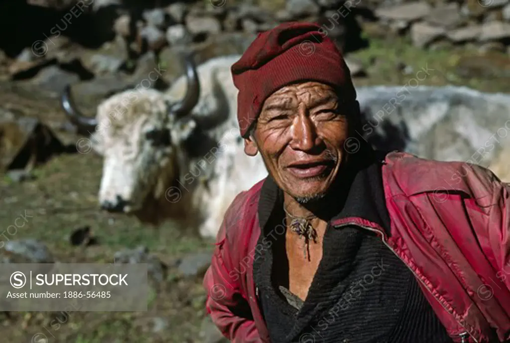 Sherpa & yak - KHUMBU DISTRICT, NEPAL TREK