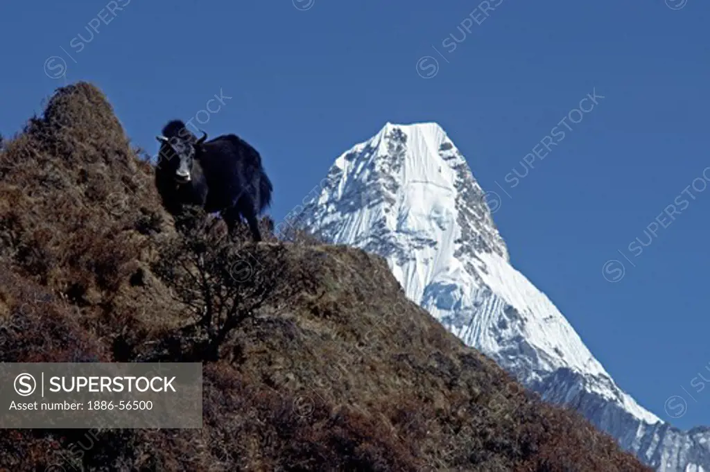 A yak grazes in front of Ama Dablam, which means mother cradling a child & reaches a height of 22,493 ft - KHUMBU DISTRICT, NEPAL