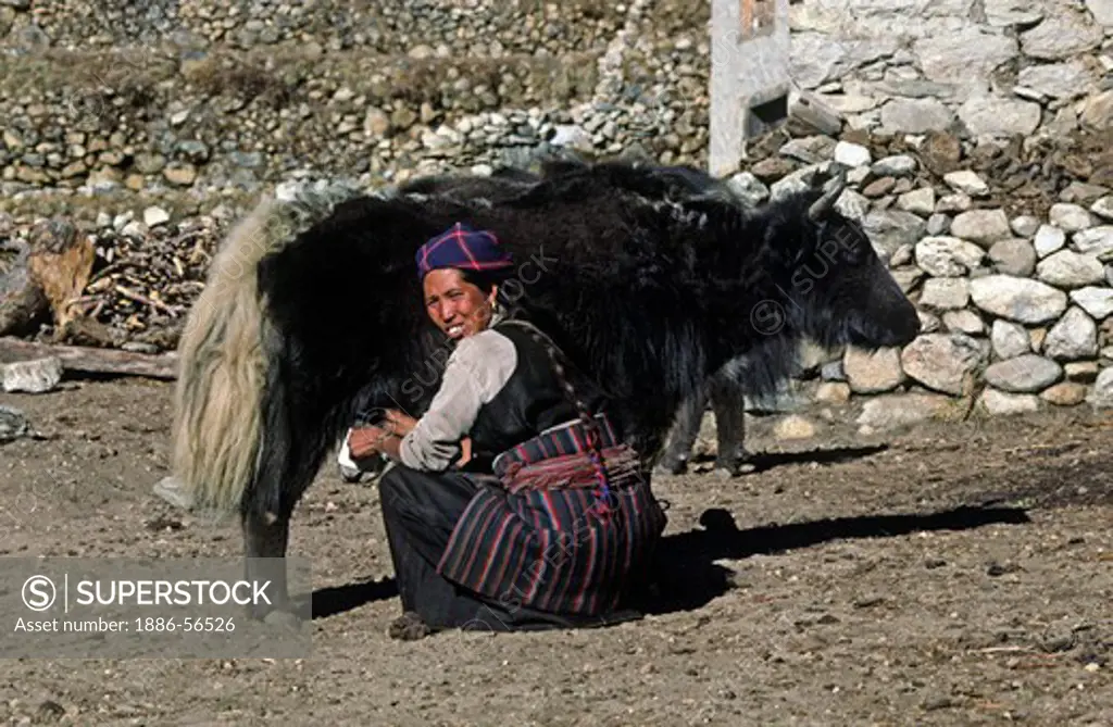 Sherpani milks her Yak at Pangboche Village  - KHUMBU DISTRICT, NEPAL