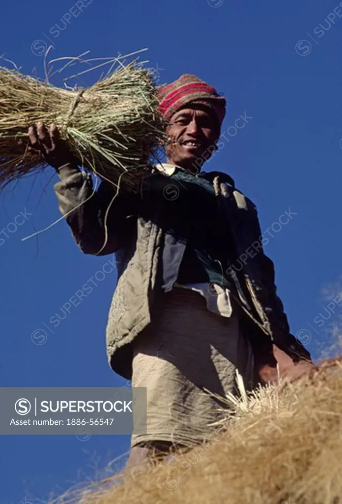 NEPALI man harvests hay - SIKLIS - NEPAL HIMALAYA