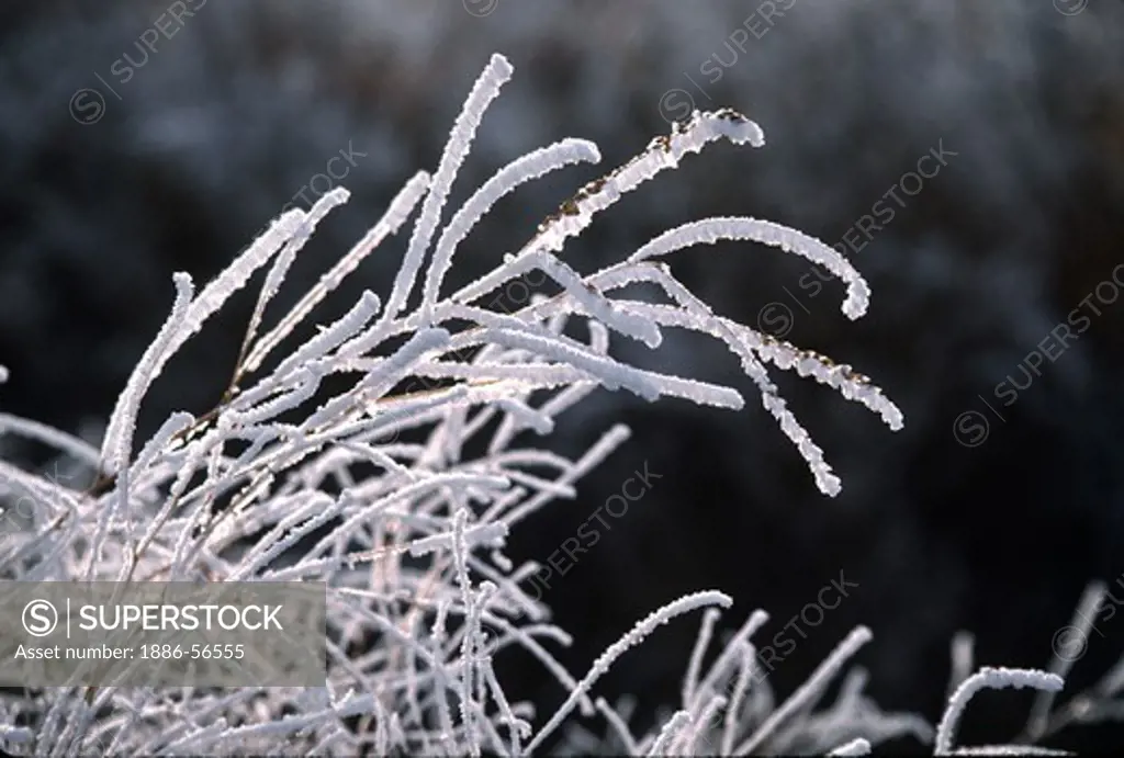 JACK FROST has been busy turning this brush into a Winter display - CENTRAL OREGON