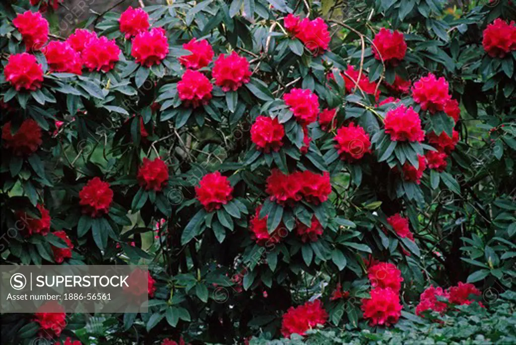 RED RHODODENDRONS (Ericaceae family) in BLOOM