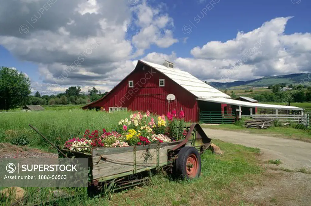 RED BARN and FLOWERS -  OREGON FARM