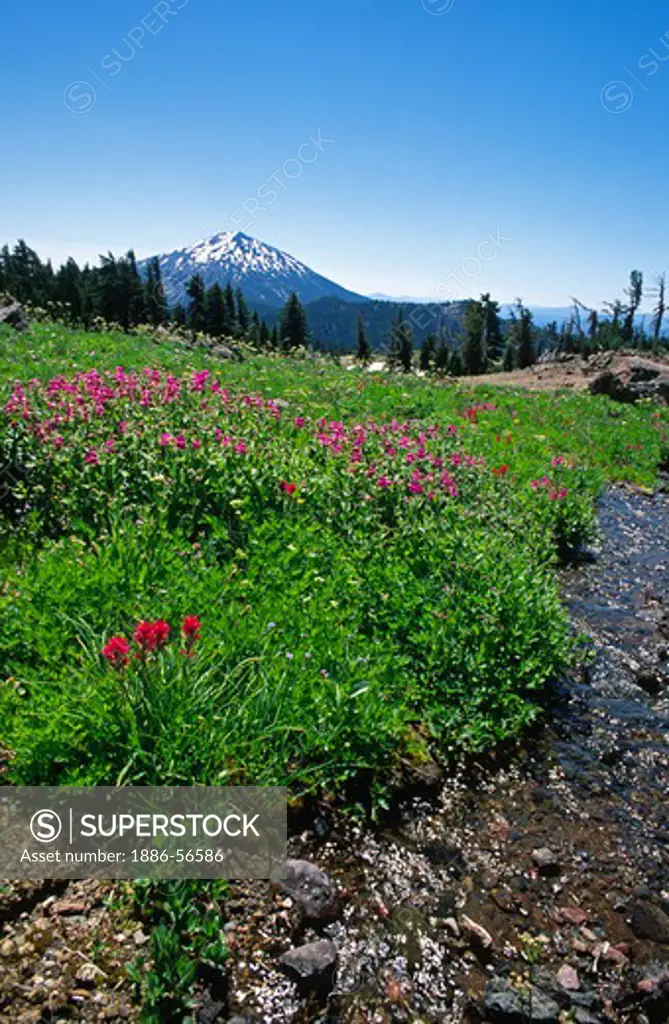 Summer WILDFLOWERS grow along a stream in BROKEN TOP CRATER with view of MOUNT BACHELOR - OREGON CASCADES