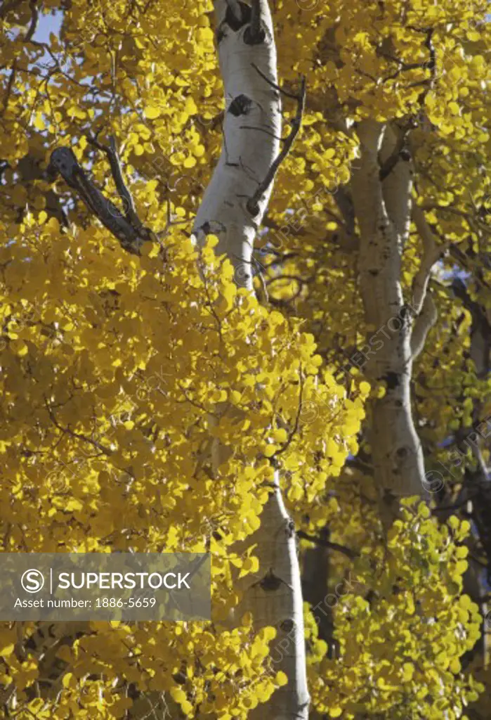 QUAKING ASPEN turn autumn gold - PARKER BENCH, JUNE LAKE LOOP - SIERRA NEVADA MOUNTAINS, CA