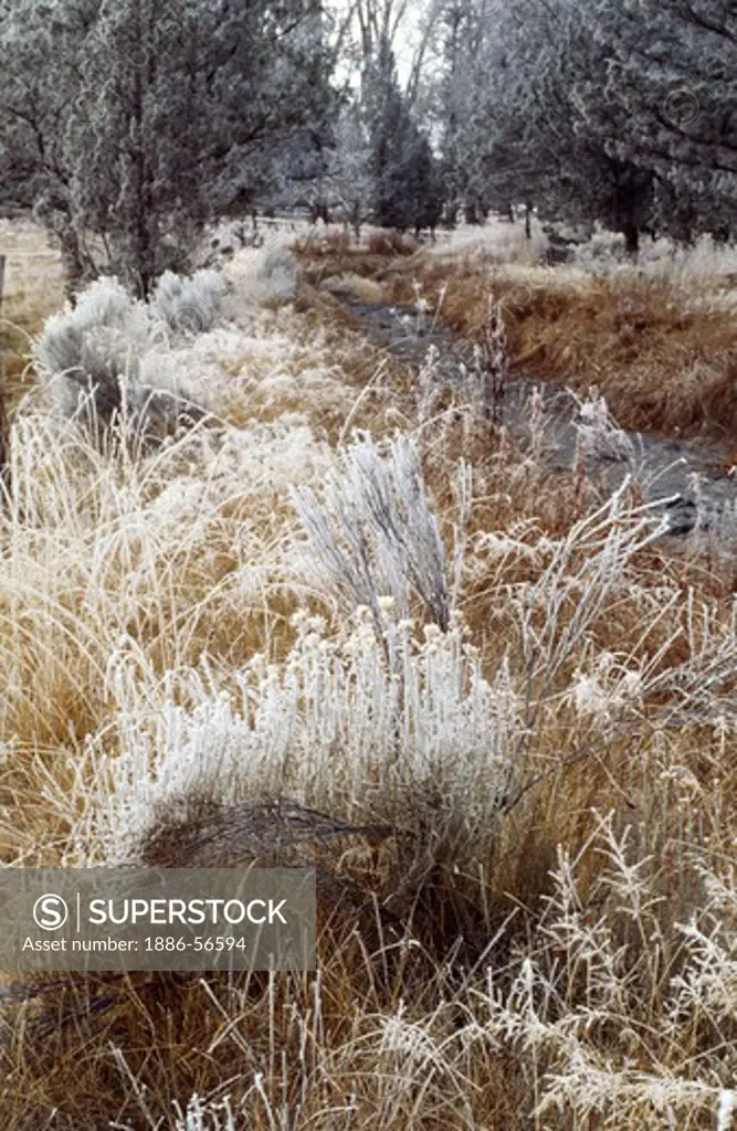 WINTER FROST encrusts native grasses - CENTRAL OREGON