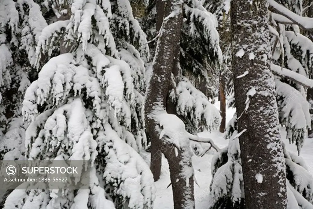 SNOW COVERED TREES in the DESCHUTES NATIONAL FOREST at the HOODOO SKI AREA near the McKenzie Pass - SISTERS, OREGON