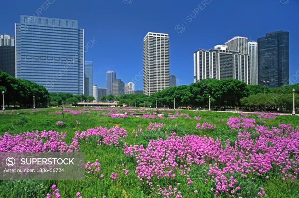SKYSCRAPERS backdrop a field of purple wildflowers in GRANT PARK - downtown CHICAGO, ILLINOIS