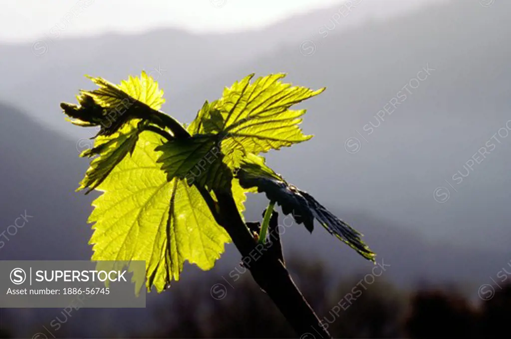 New growth of red table GRAPE VINE - CARMEL VALLEY, CALIFORNIA