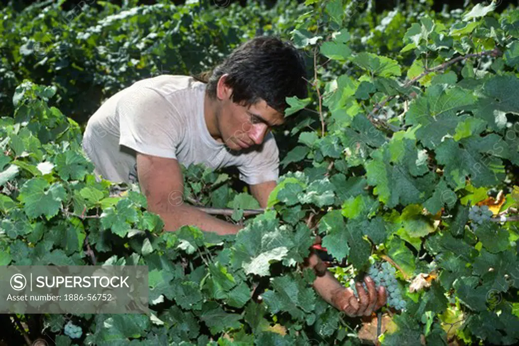 Worker picking CHARDONNAY GRAPES on the vine at MADRONA VINEYARDS - CAMINO, CALIFORNIA