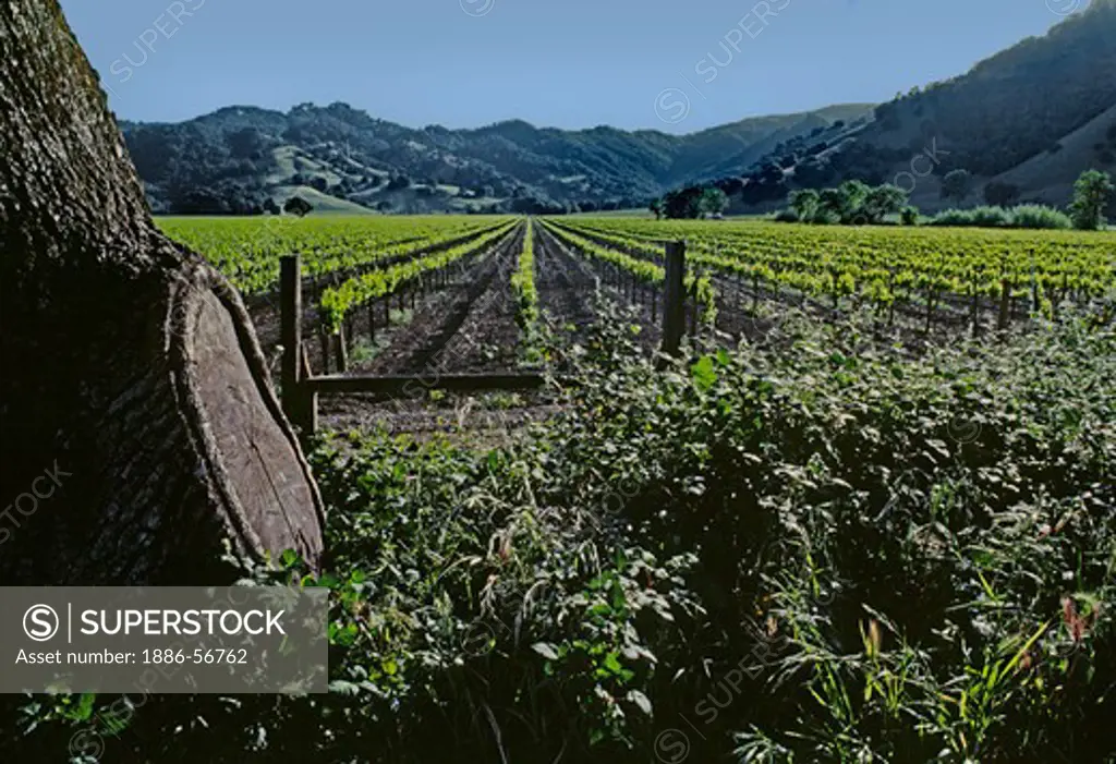 Rows of GRAPE VINES blanket the valley floor 'til they reach the OAK covered hills - NAPA VALLEY, CALIFORNIA