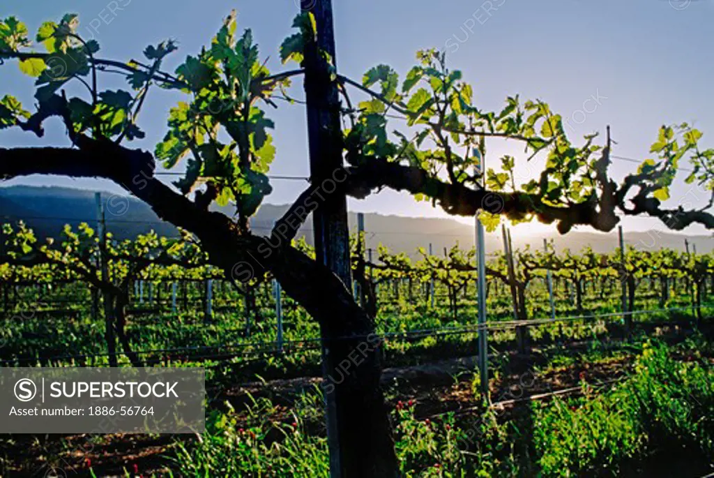 First growth of wine grape vines - SALINAS VALLEY, CALIFORNIA