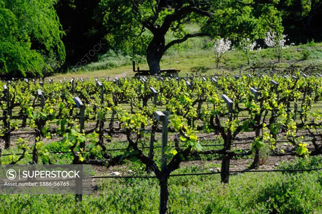 First growth of wine grape vines - CARMEL VALLEY, CALIFORNIA