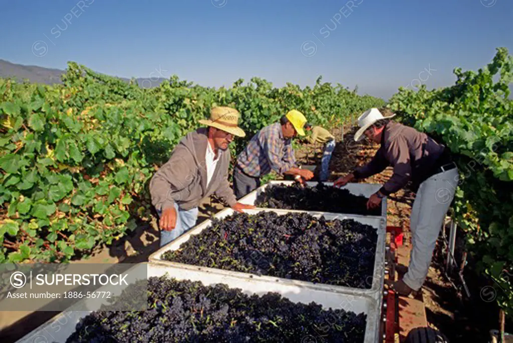 Farm workers inspect & clean PINOT NOIR GRAPES  freshly picked & headed for the crush - MONTEREY COUNTY, CALIFORNIA