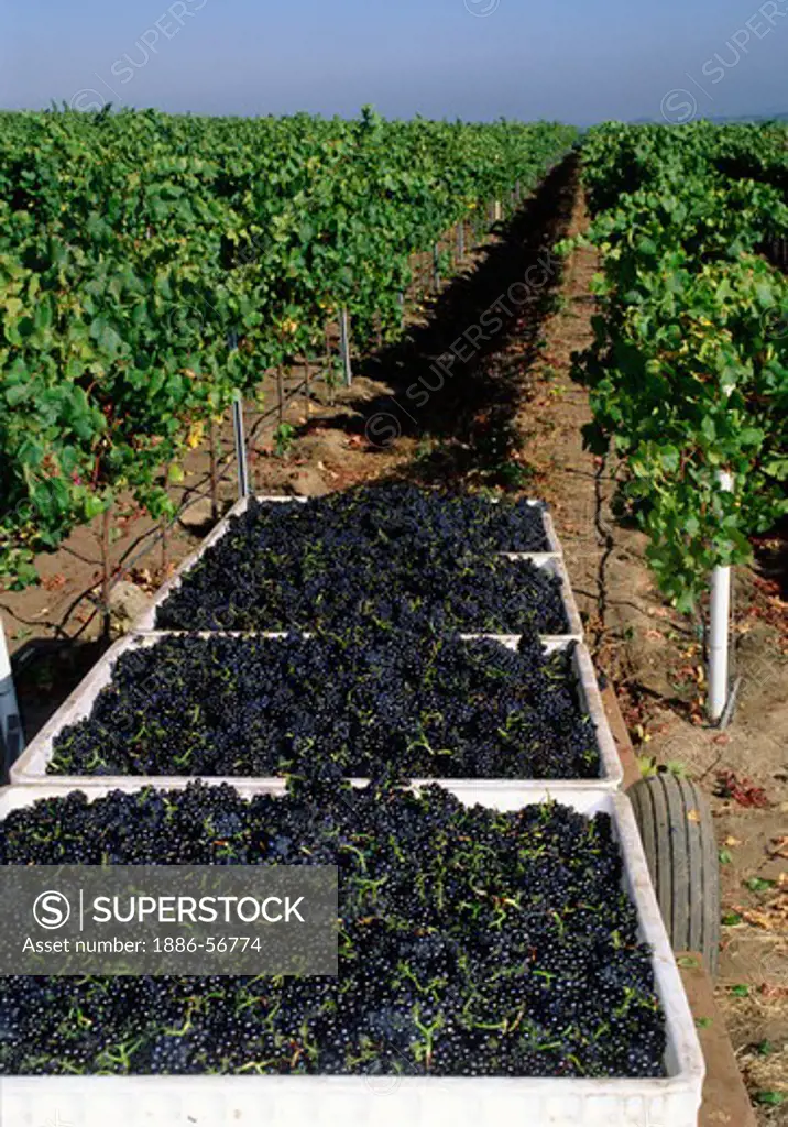 Large bins of freshly picked PINOT NOIR WINE GRAPES are headed for the crush - MONTEREY COUNTY, CALIFORNIA