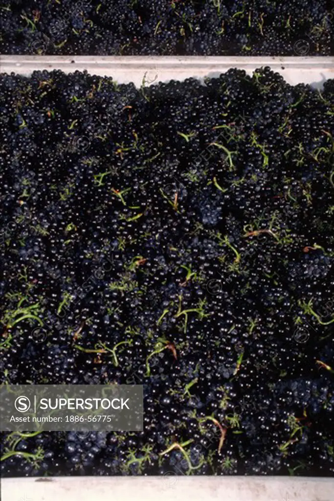 Large bins of freshly picked PINOT NOIR WINE GRAPES are headed for the crush - MONTEREY COUNTY, CALIFORNIA