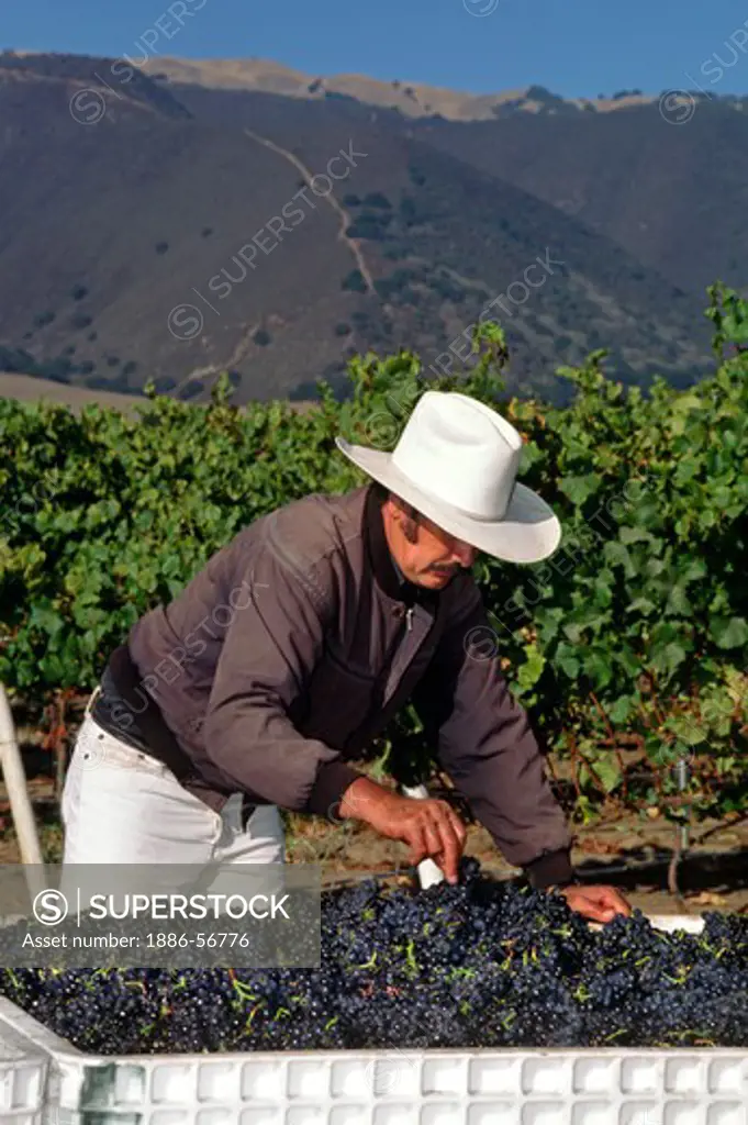 A farm worker inspects & cleans PINOT NOIR GRAPES  freshly picked & headed for the crush - MONTEREY COUNTY, CALIFORNIA