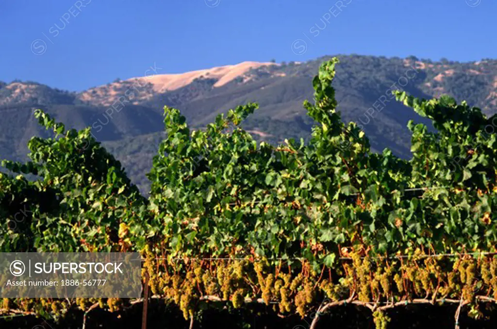Clusters of CHARDONNAY WINE GRAPES ripen in the sun - MONTEREY COUNTY, CALIFORNIA
