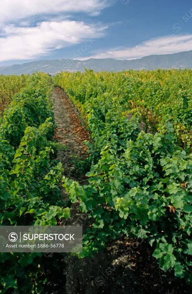 Ripening rows of WINE GRAPEVINES in MONTEREY COUNTY, CALIFORNIA
