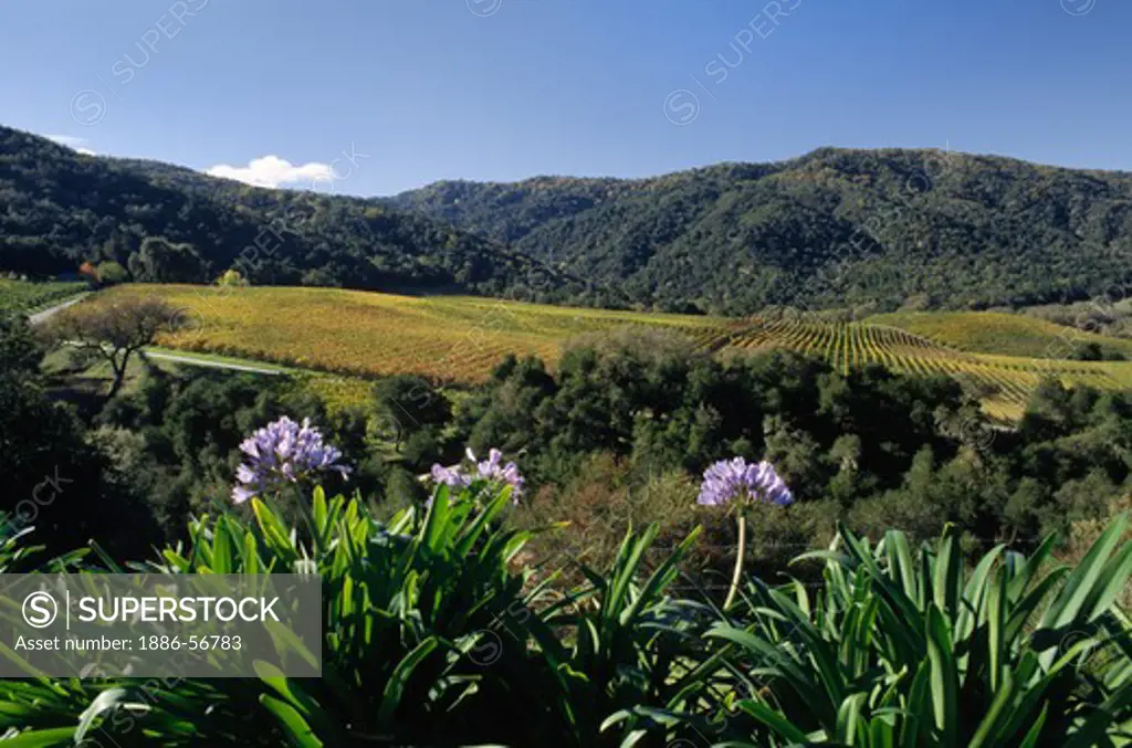 PURPLE AGAPANTHUS and WINE GRAPEVINES in a CARMEL VALLEY VINEYARD - MONTEREY COUNTY, CALIFORNIA