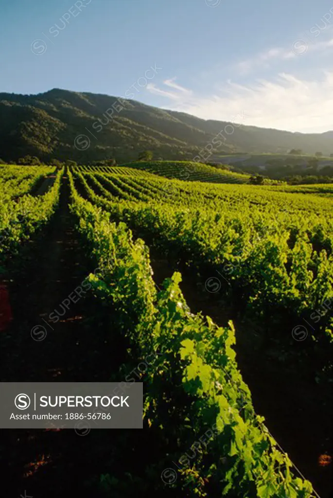 GRAPE VINE rows recede into the hills, late afternoon light - JOULLIAN VINEYARDS - CARMEL VALLEY, CALIFORNIA