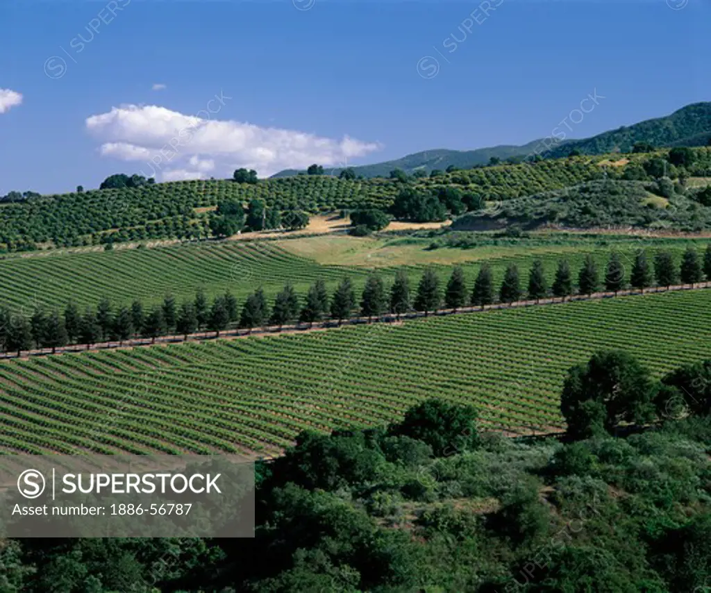 SMITH & HOOK/HAHN ESTATES Vineyard & Winery are located in the Santa Lucia Mountains. above the SALINAS VALLEY - CALIFORNIA