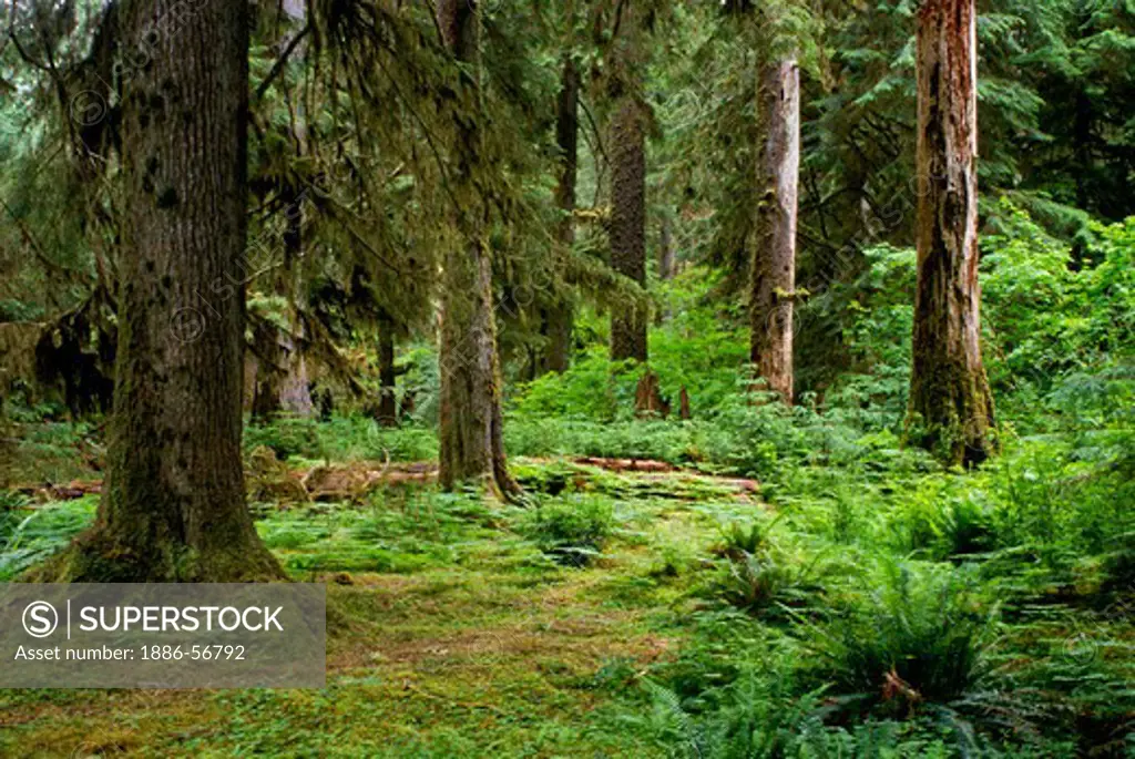 The HOH RAIN FOREST consists primarily of HEMLOCK, FIR, CEDAR, ALDER & MAPLE trees - OLYMPIC NATIONAL PARK, WASHINGTON