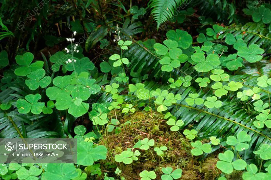 Clover, moss & ferns flourish on the HOR RAIN FOREST floor - OLYMPIC NATIONAL PARK, WASHINGTON