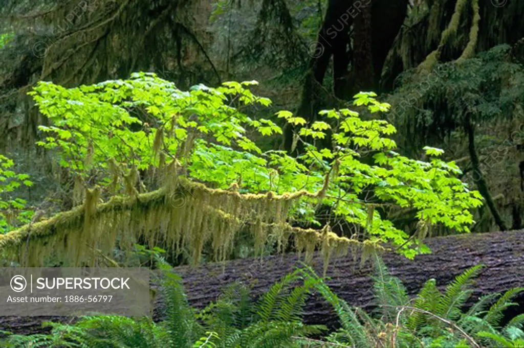 A maple branch with club moss in the HOH RAIN FOREST - OLYMPIC NATIONAL PARK, WASHINGTON
