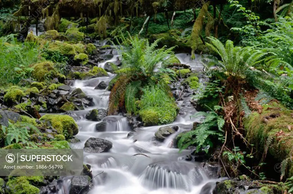 One of the many creeks along the HOH RIVER TRAIL in the HOH RAIN FOREST - OLYMPIC NATIONAL PARK, WASHINGTON