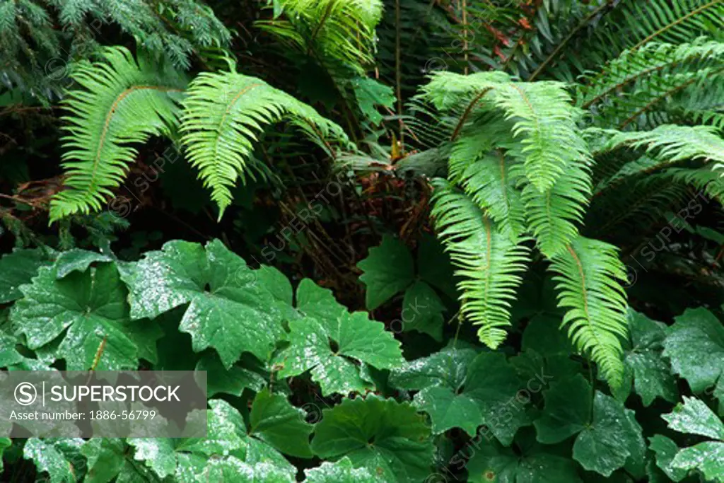 SWORD FERNS in the HOH RAIN FOREST which averages 240 inches of rain per year - OLYMPIC NATIONAL PARK, WASHINGTON