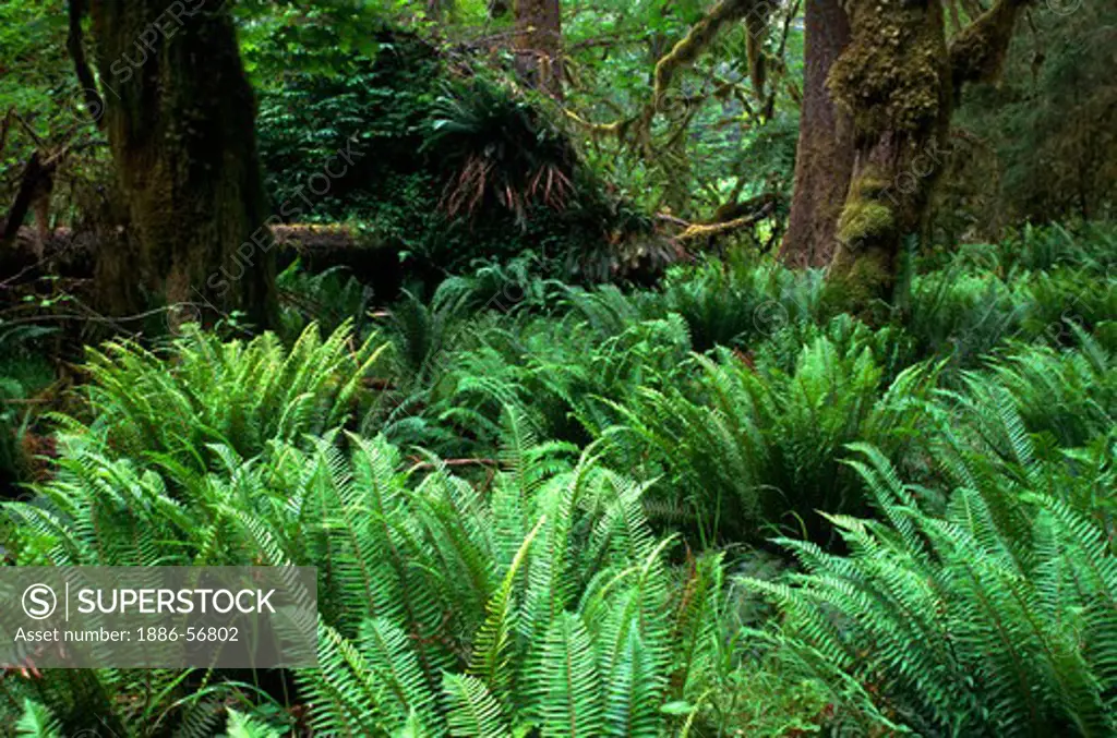 SWORD FERNS flourish on the forest floor along the HALL OF MOSSES TRAIL - OLYMPIC NATIONAL PARK, WASHINGTON