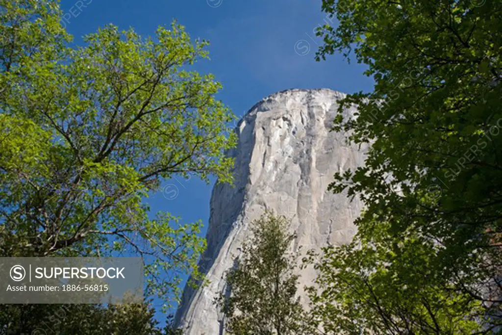 EL CAPITAN as seen through trees in the YOSEMITE VALLEY - YOSEMITE NATIONAL PARK, CALIFORNIA