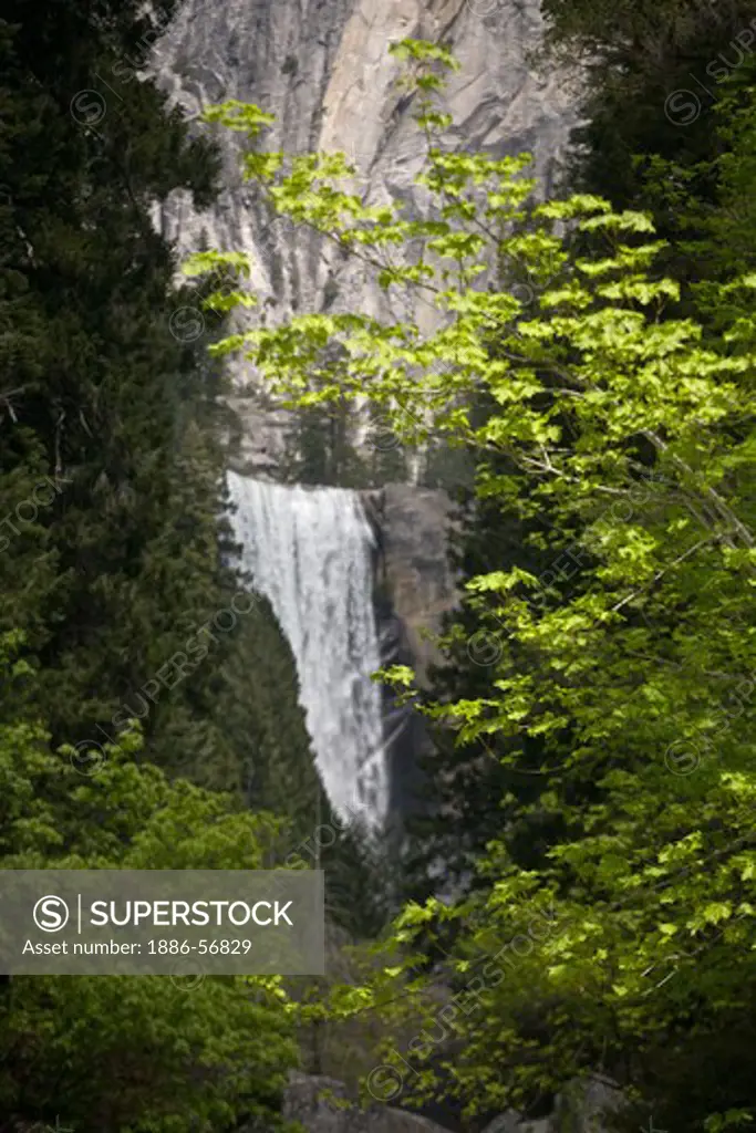 VERNAL FALLS and MAPLE TREES with fresh Spring leaves - YOSEMITE NATIONAL PARK, CALIFORNIA