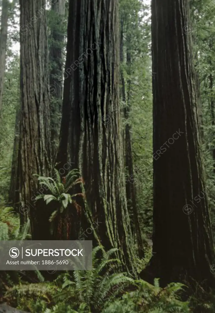 REDWOOD TREES grow to tremendous size in REDWOOD  NATIONAL PARK - CALIFORNIA