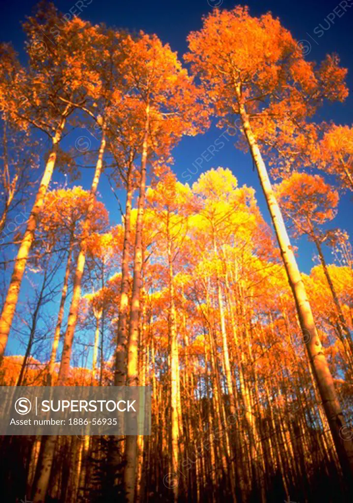 Looking up at Aspen trees with bright yellow fall foliage against blue sky, San Juan National Forest near Durango, Colorado.