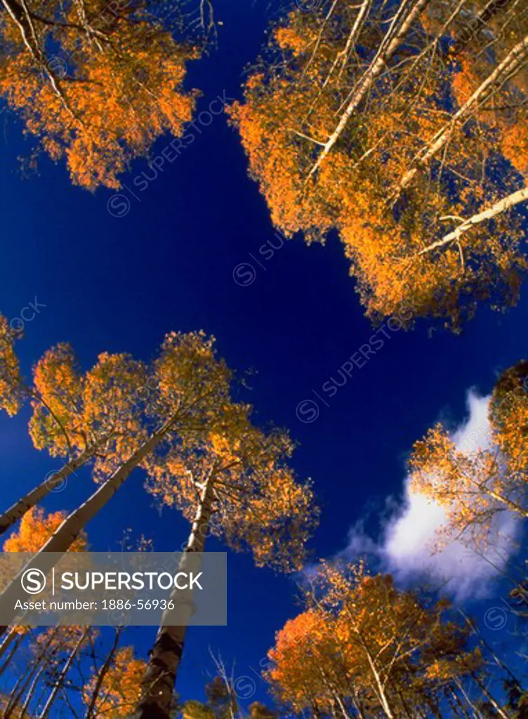 Looking up at Aspen trees with bright yellow fall foliage against blue sky, San Juan National Forest near Durango, Colorado.