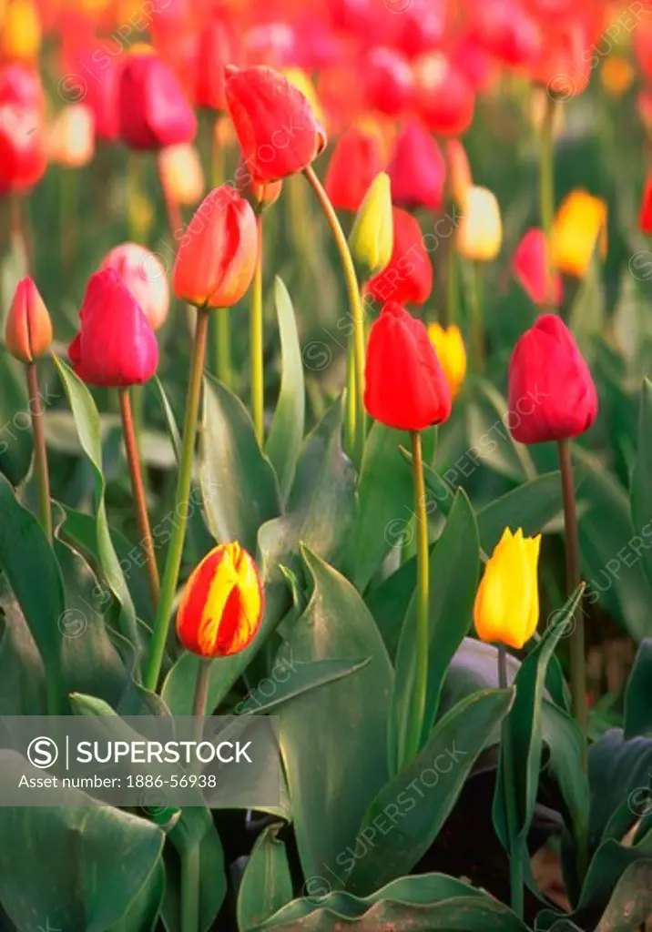 Multi-colored tulips growing in tulip beds, Skagit Valley, Washington.