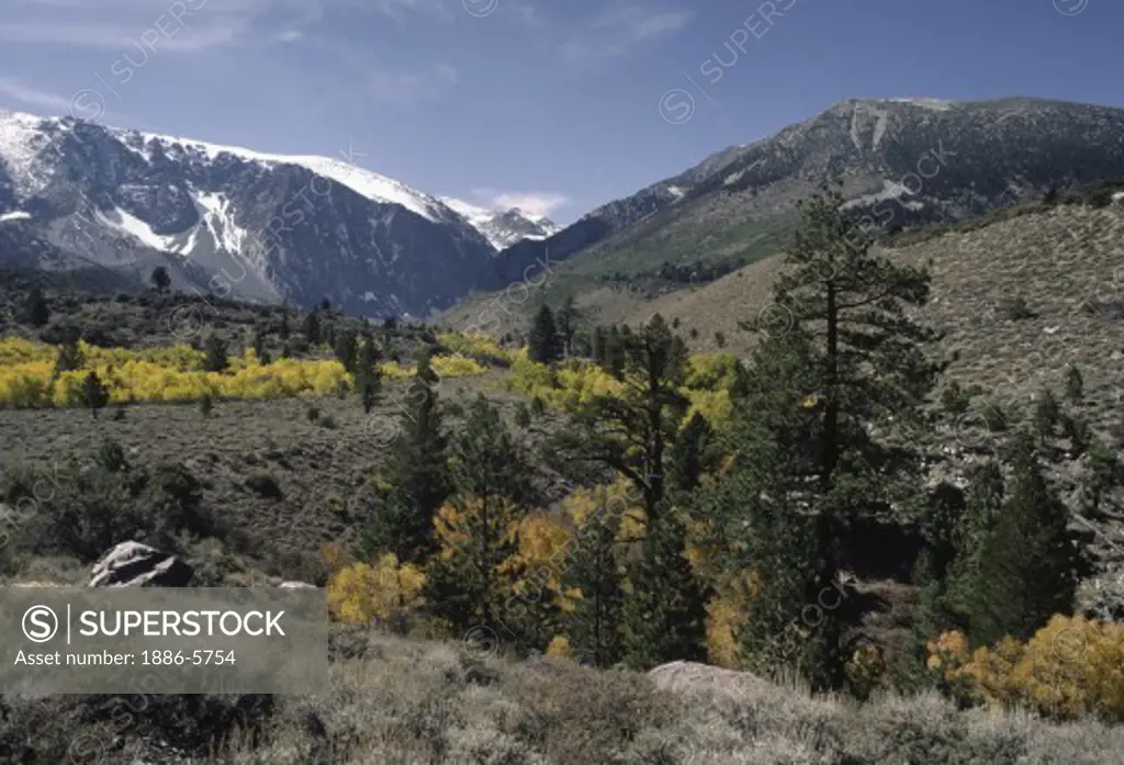 A RIPARIAN WOODLAND is created by PARKER CREEK which drains the Eastern Sierra Nevada - JUNE LAKE LOOP