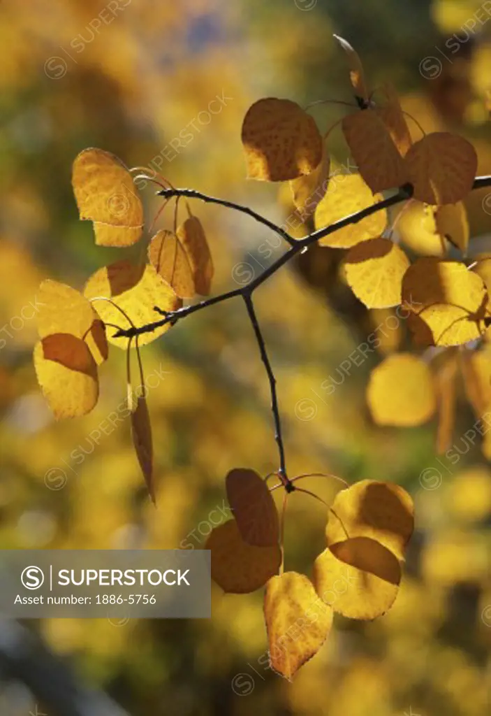 QUAKING ASPENS leaves turn golden during the fall - JUNE LAKE LOOP