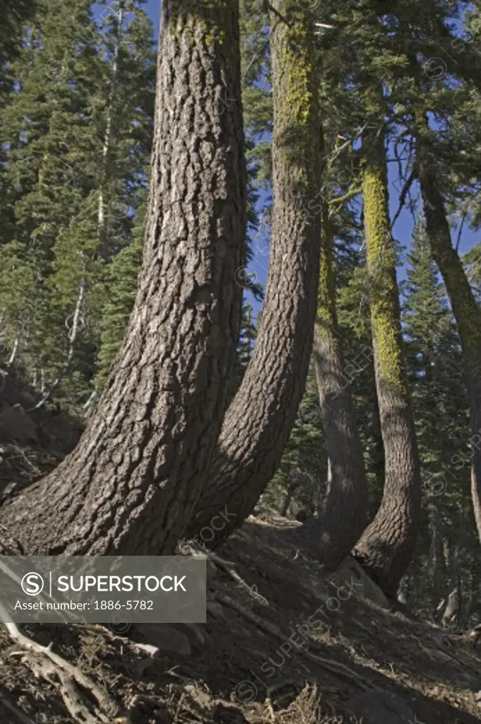 Mature DOUGLAS FIR trees on a trail in LASSEN NATIONAL PARK -  CALIFORNIA