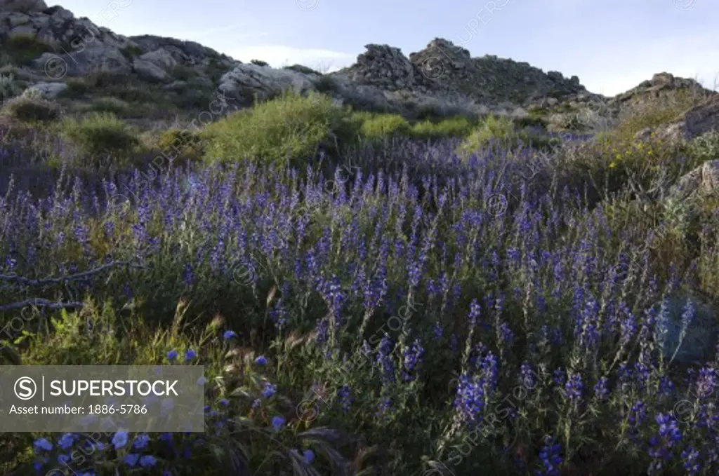 LUPINE & other wildflowers bloom in SPRING at the upper elevations of ANZA BORREGO DESERT STATE PARK, CALIFORNIA