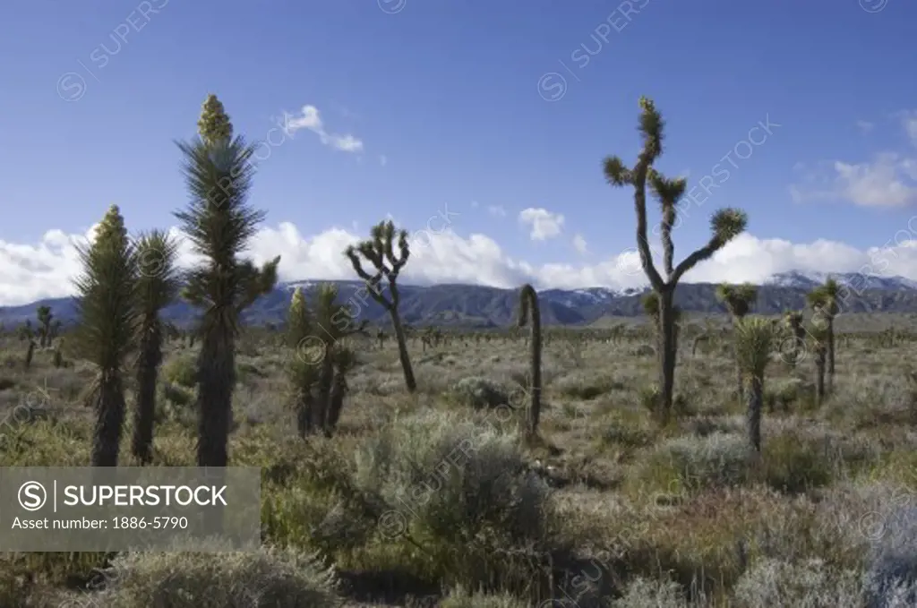 JOSHUA TREES (Yucca Brevifolia) in bloom in the MOJAVE DESERT -  SOUTHERN, CALIFORNIA