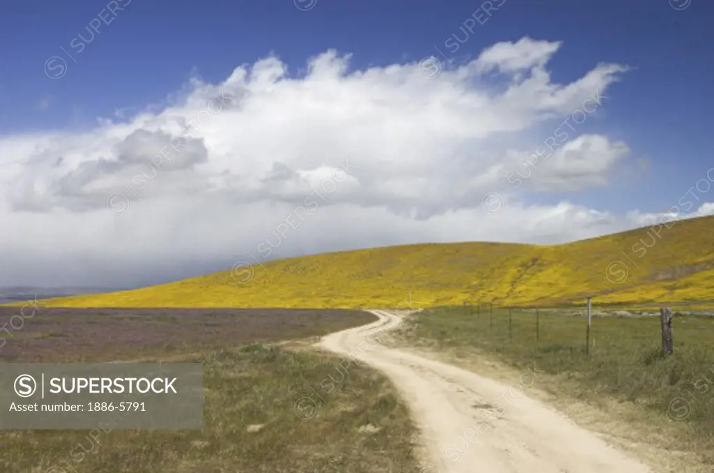DIRT ROAD through wildflower bloom of GOLDFIELDS (Lasthenia californica) near the CALIFORNIA POPPY RESERVE - ANTELOPE VALLEY, CALIFORNIA