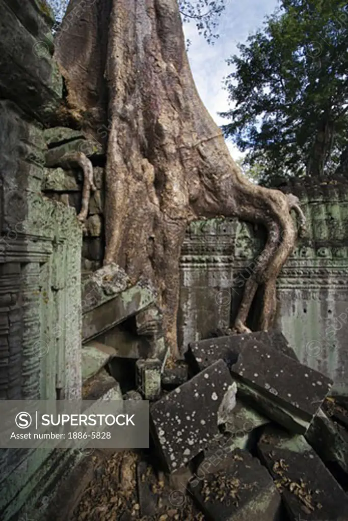 A silk cotton or kapok tree (Ceiba Pentandra) grows over the Khmer ruins of Ta Prohm, built by Jayavarman VII at  Angkor Wat - Siem Reap, Cambodia   